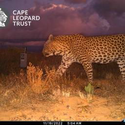 Leopard